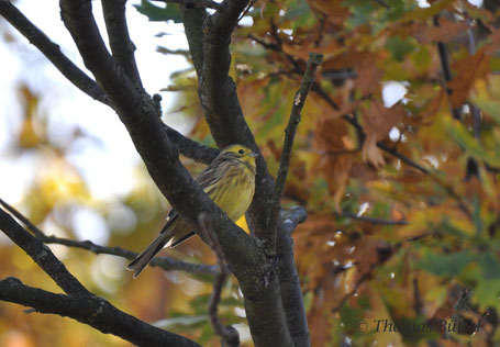 Yellowhammer