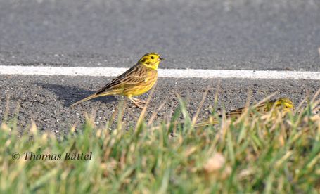 Yellowhammer