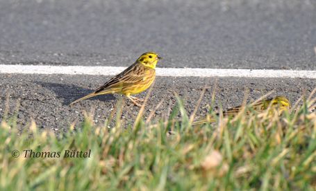 Yellowhammer