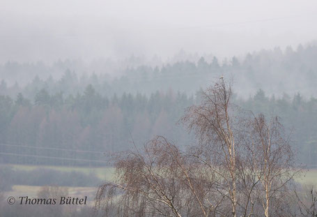 Great Grey Shrike 