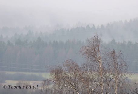 Raubwürger
