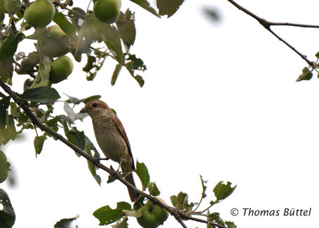 Red-backed Shrike