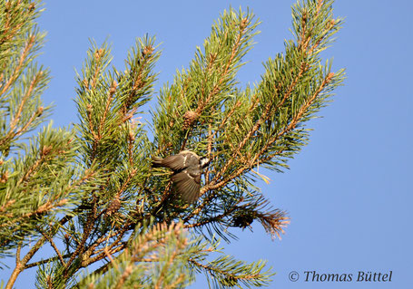 Coal Tit