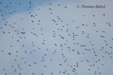 Wood Pigeons