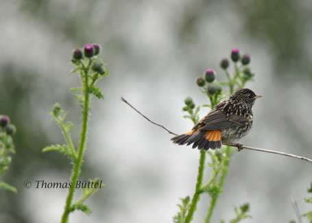 Bluethroat