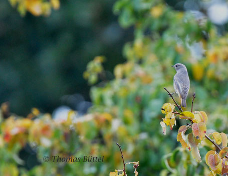 Black Redstart