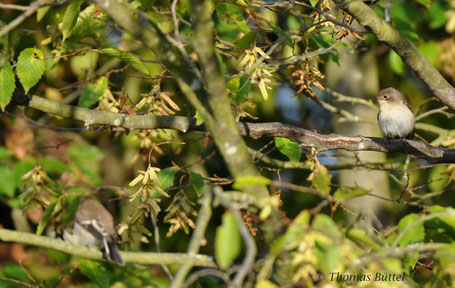 Pied Flycatcher