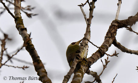 Green Woodpecker