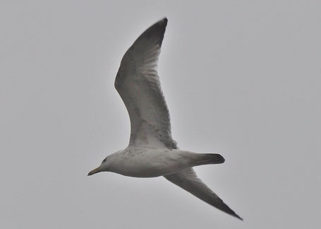 Caspian Gull