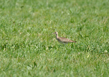 Whimbrel