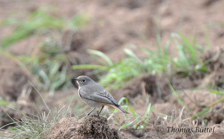 Black Redstart