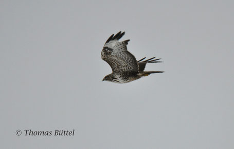 Common Buzzard