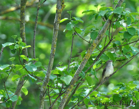 Garden Warbler