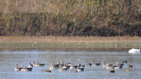 Greylags and three Gadwalls