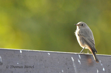 Black Redstart