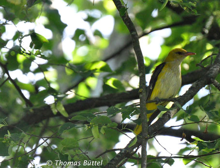 Golden Oriole