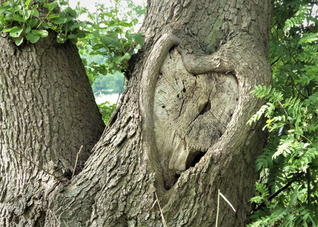 Ein uralter kraftvoller Baum mit einer Gabelung und einem eingewachsenen großen Baumherz in der knorrigen Rinde