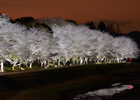 亀岡運動公園の夜桜