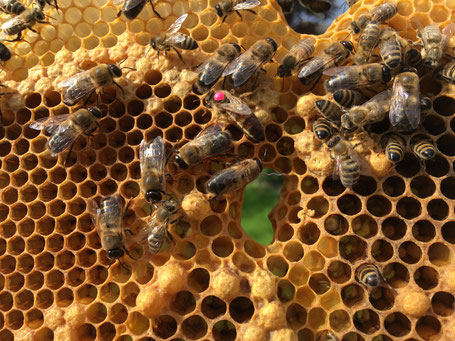 Bee queen