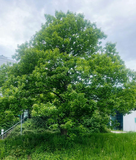 21.5.25 in Freising - Esskastanie