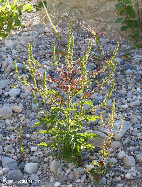 Ambroise à feuilles d'Armoise, Ambrosia artemisiifolia (source: inpn)