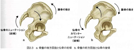 仙骨の前傾（ニューテーション）と後傾（カウンターニューテーション）