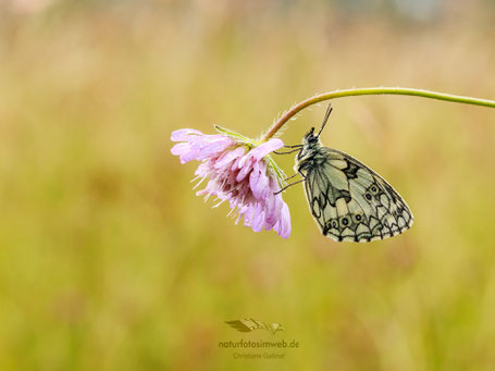 Schachbrettfalter (Melanargia galathea)