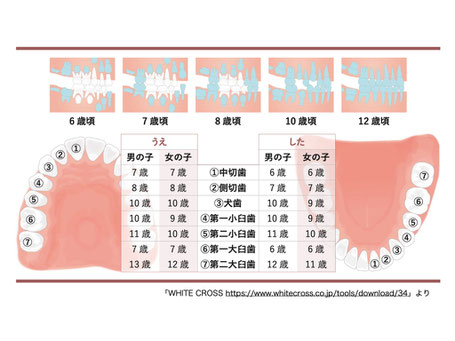 歯の生え変わり生え代わり乳歯永久歯