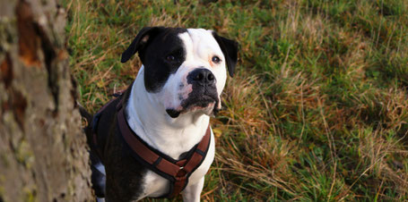 Individuelle Hundeschule, Hundetraining, Verhaltenstraining, Wäschenbeuren, Göppingen, Treue Hundpfoten