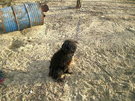 Hunde Ungarn