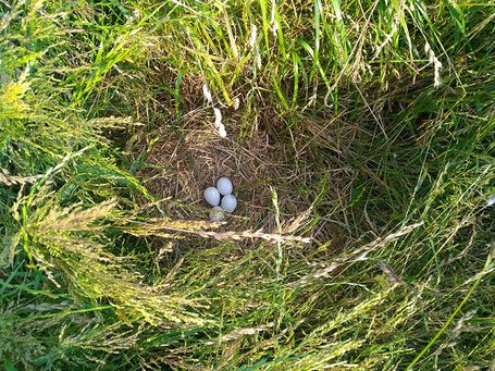 4 œufs dans prairie de fauche: Photo M Batel