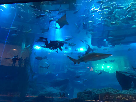 backpacking-dubai-dubai-mall-aquarium-haie-fische