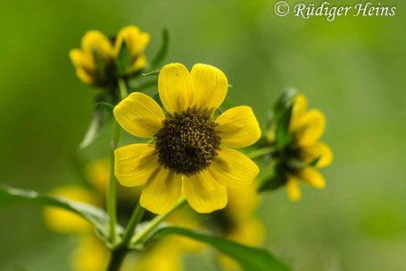 Nickender Zweizahn, Bidens cernua, Blüte mit Zungenblüten