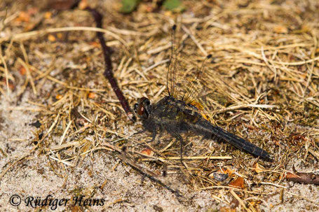 Östliche Moosjungfer, Leucorrhinia albifrons, Weibchen