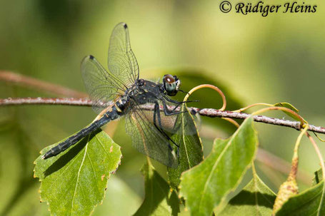 Östliche Moosjungfer, Leucorrhinia albifrons, Weibchen