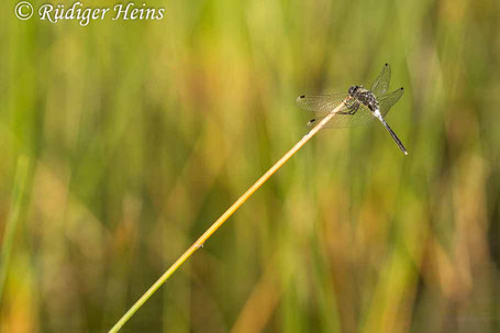 Östliche Moosjungfer, Leucorrhinia albifrons, Männchen