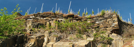 Die Weinbergsterrassen an der Ahr. Alte Zeitzeugen der Tradition.