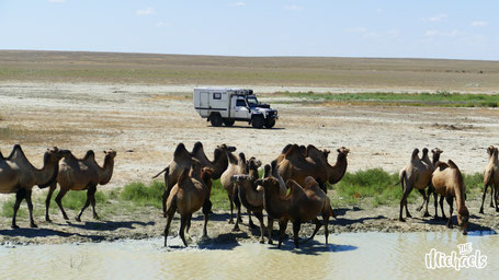 The Michaels, Seidenstrasse, Kasachstan, Kamele, Steppe, Wasserstelle