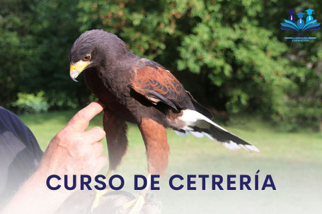 curso de cetreria