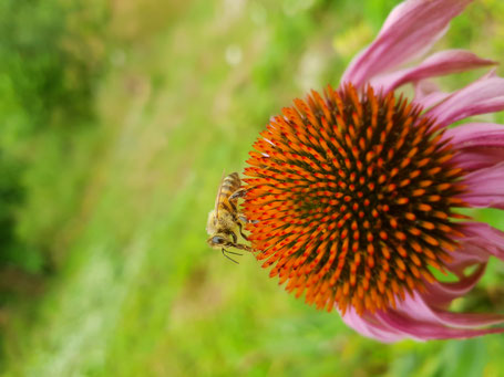 abeille sur fleur de rudbeckia