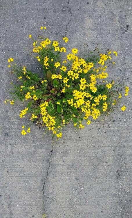 Blume im Asphalt