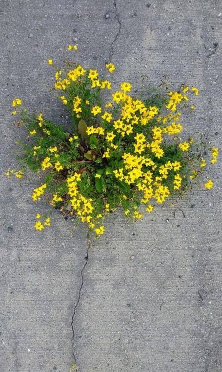 Blume im Asphalt