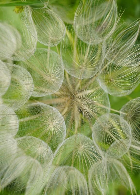 Die Pollen einer ganz feinen Blüte
