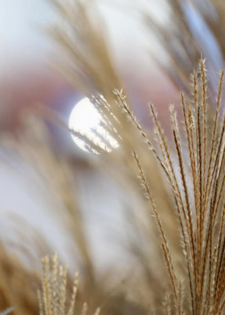 trockenes Gras, das im Wind weht - dahinter sieht man verschwommen die Sonne