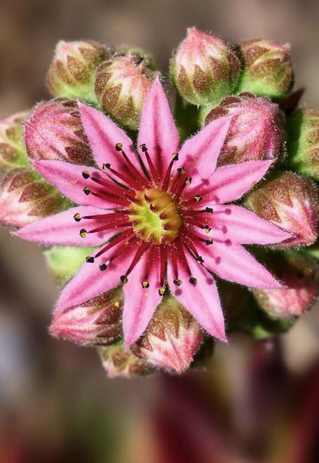 eine einzelne winzige, pinkfarbene Blüte, die sich maximal weit geöffnet hat und in die Kamera strahlt