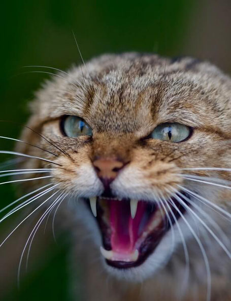 eine fauchende Katze