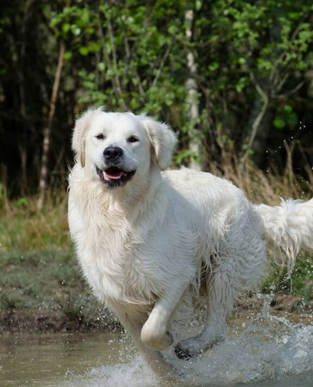 Ein heller Golden Retriever rennt durch einen Fluss und lacht dabei voller Freude