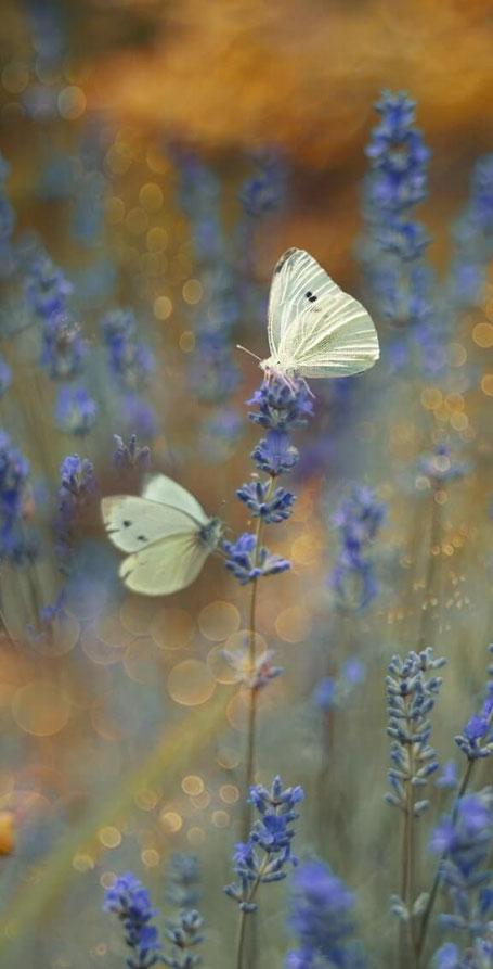 2 Schmetterlinge im Lavendel