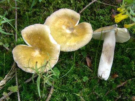 Durch seinen gelben Hut ist der Pfirsichtäubling leicht im Wald zu finden