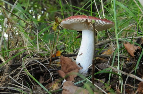 Fleischfarbige Huthaut, Weißer Stiel ohne Ring und Knolle, Weiße Lamellen, brüchiges Fleisch und milder Geschmack sind die Hauptkennzeichen des Speisetäublings.